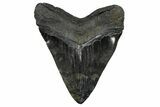 Bargain, Fossil Megalodon Tooth - Giant River Meg #360769-2